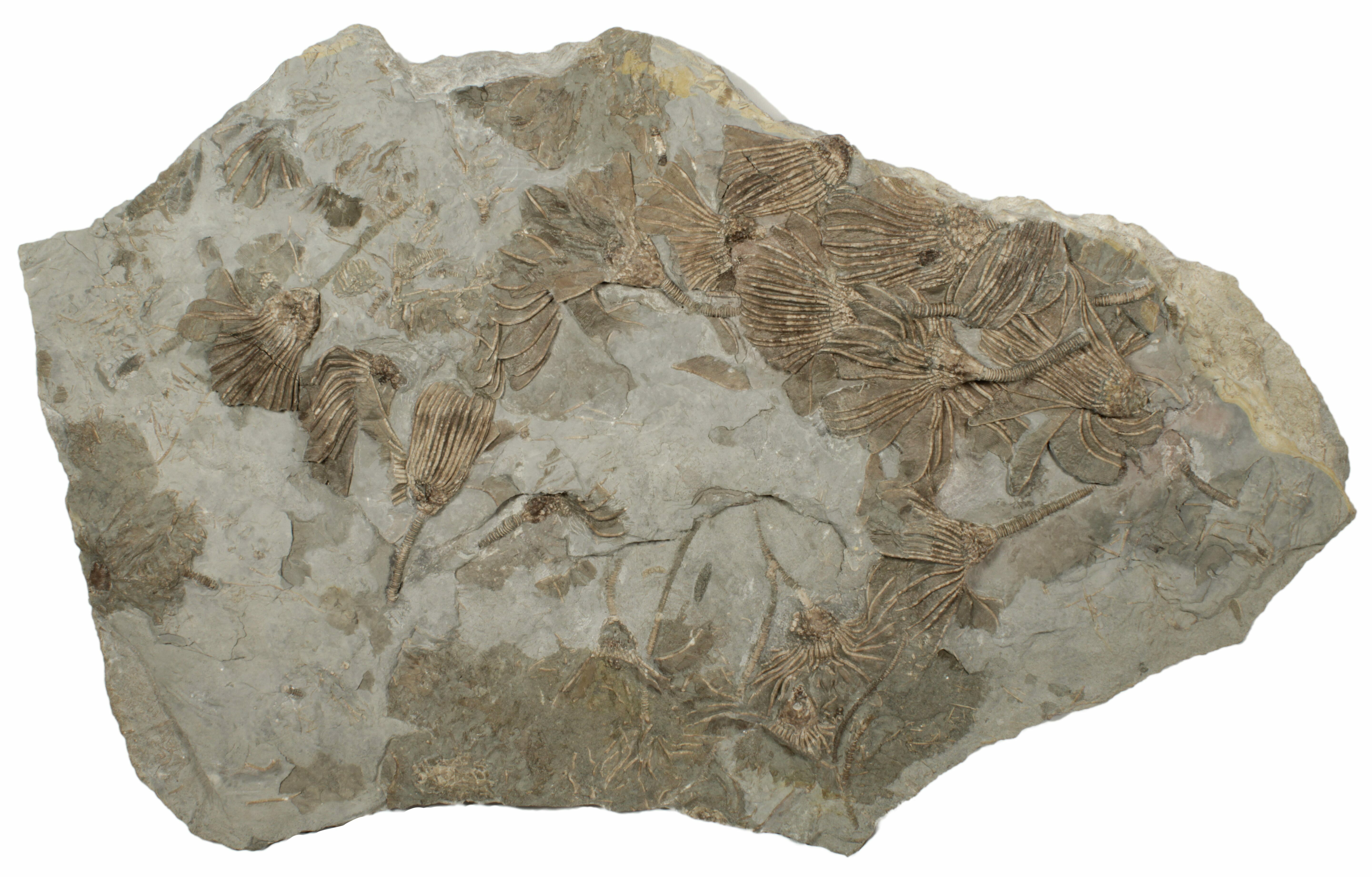 30" Slab Of Limestone Covered In Crinoids Gilmore City, Iowa (199148