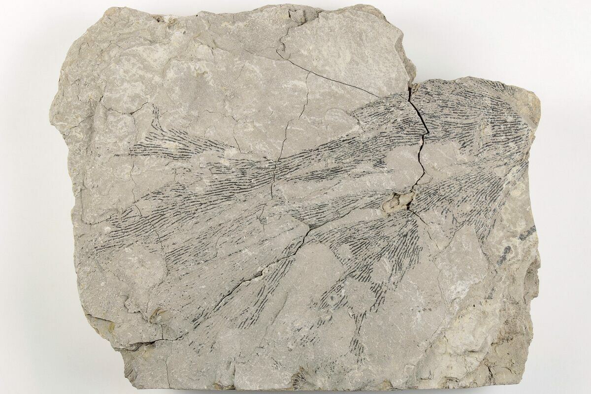 5.9" Graptolite (Dictyonema) Fossil Rochester Shale, NY (203272) For Sale