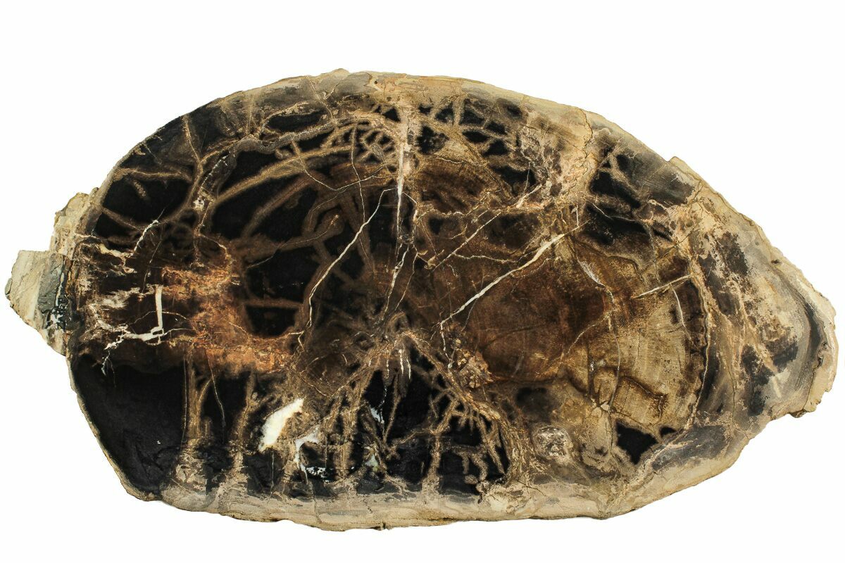 11.5" Polished Petrified Wood Round Sweet Home, Oregon (214973) For