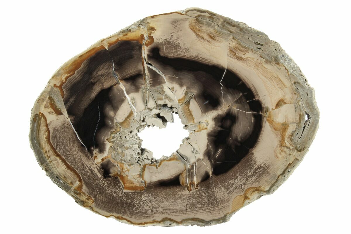 13.5" Polished Petrified Wood Round Sweet Home, Oregon (239332) For