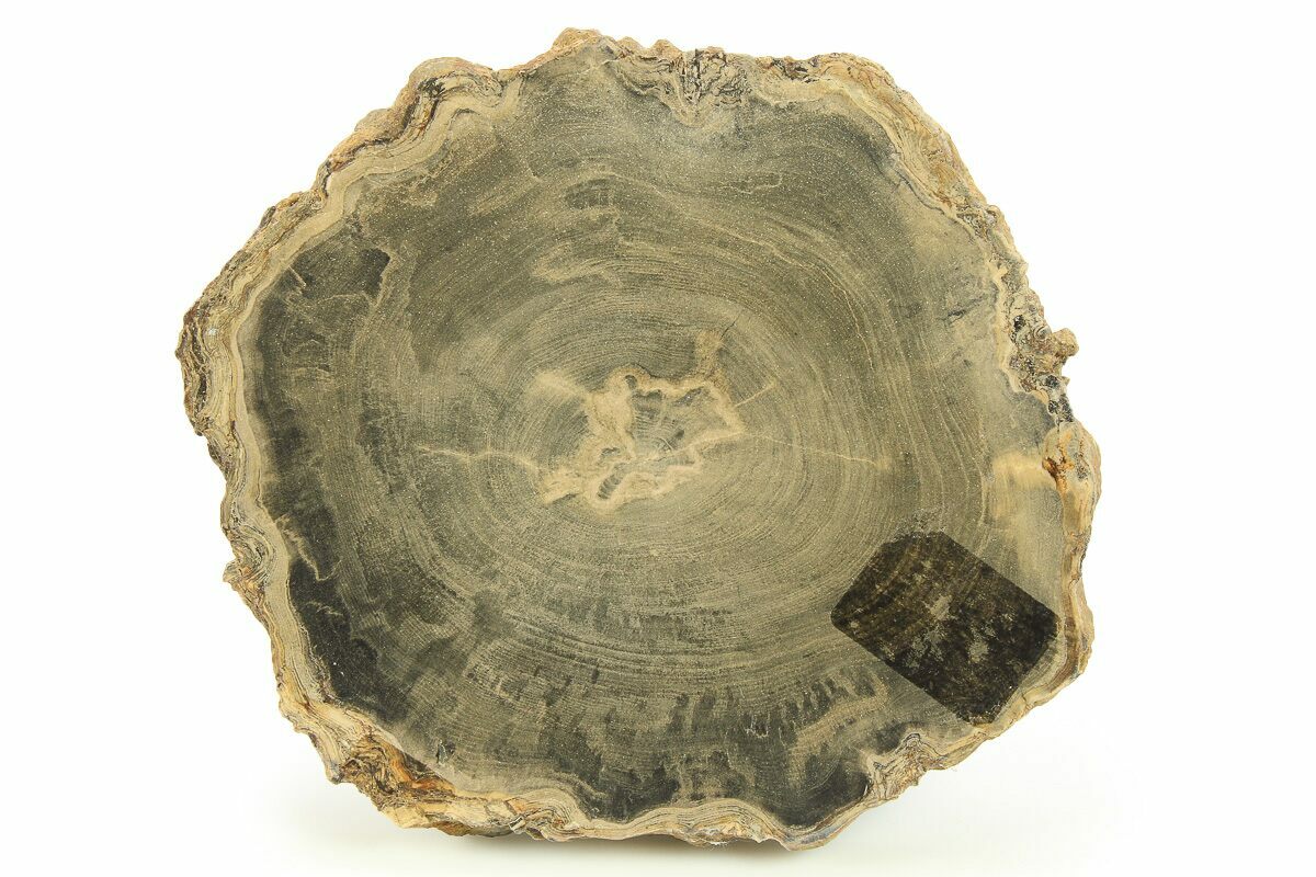 4.3" Polished Petrified Wood Round Sweet Home, Oregon (282931) For