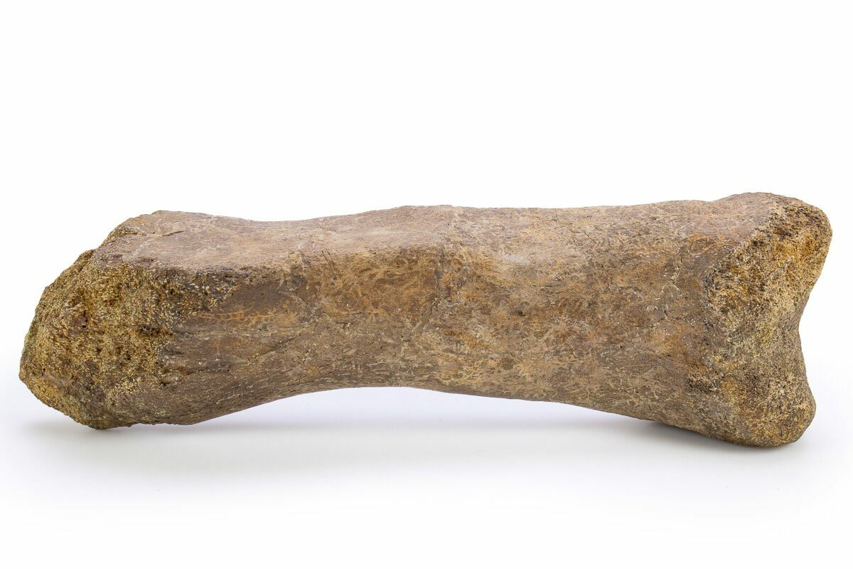 6.6" Partial Theropod Dinosaur Metatarsal Wyoming (306853) For Sale