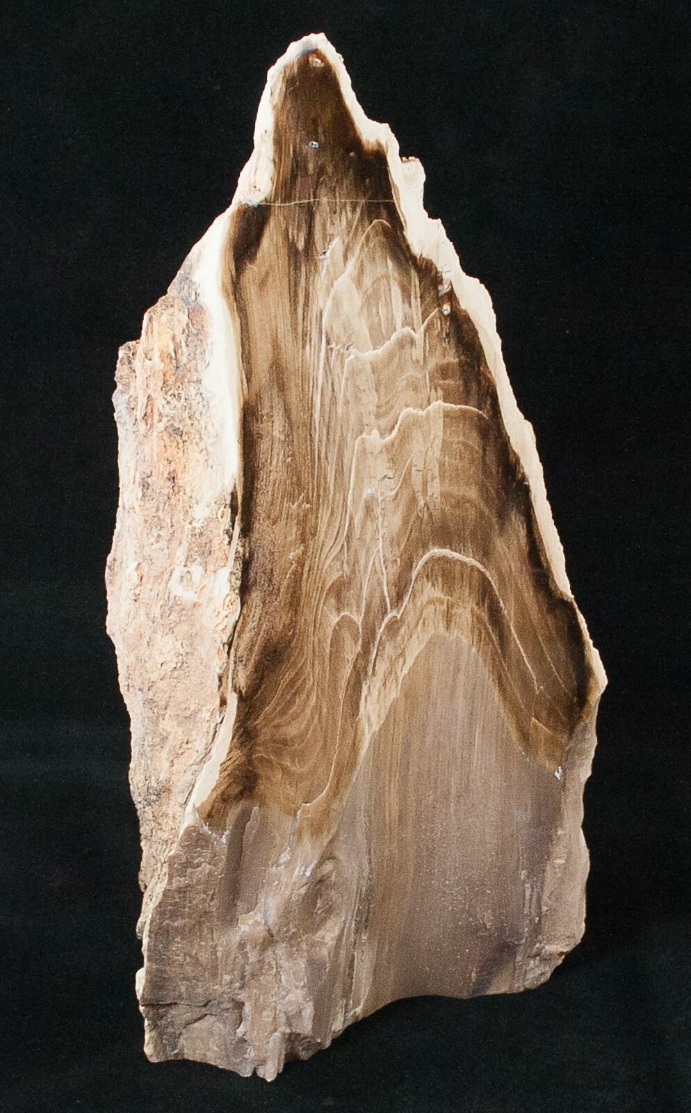 9.4" FreeStanding Petrified Wood (Conifer) McDermitt, OR (16897) For Sale