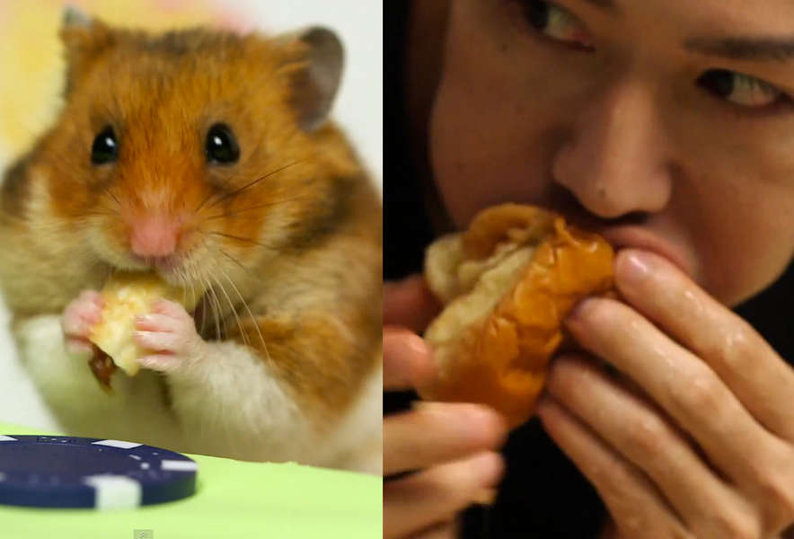 Hamster vs. Kobayashi Hot Dog Eating Contest Thrillist