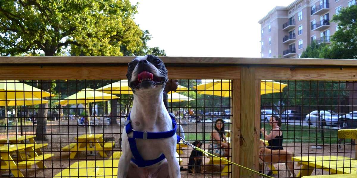Best Places to Drink With Your Dog in Houston Dog Bars Thrillist