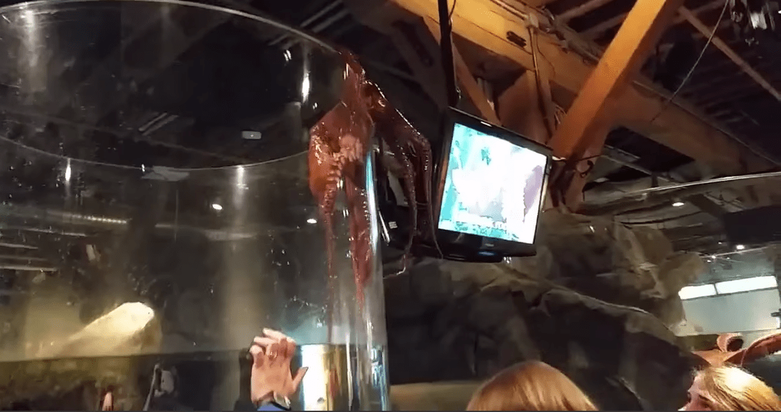 Octopus Attempts Escape From Seattle Aquarium In Video Thrillist