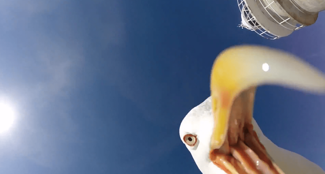 Seagull Steals Tourist's GoPro, Films Incredible View of Spanish