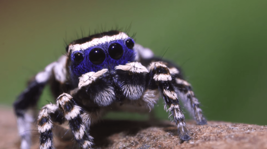 Cute Spider Performs Goofy Dance For a Girl Thrillist