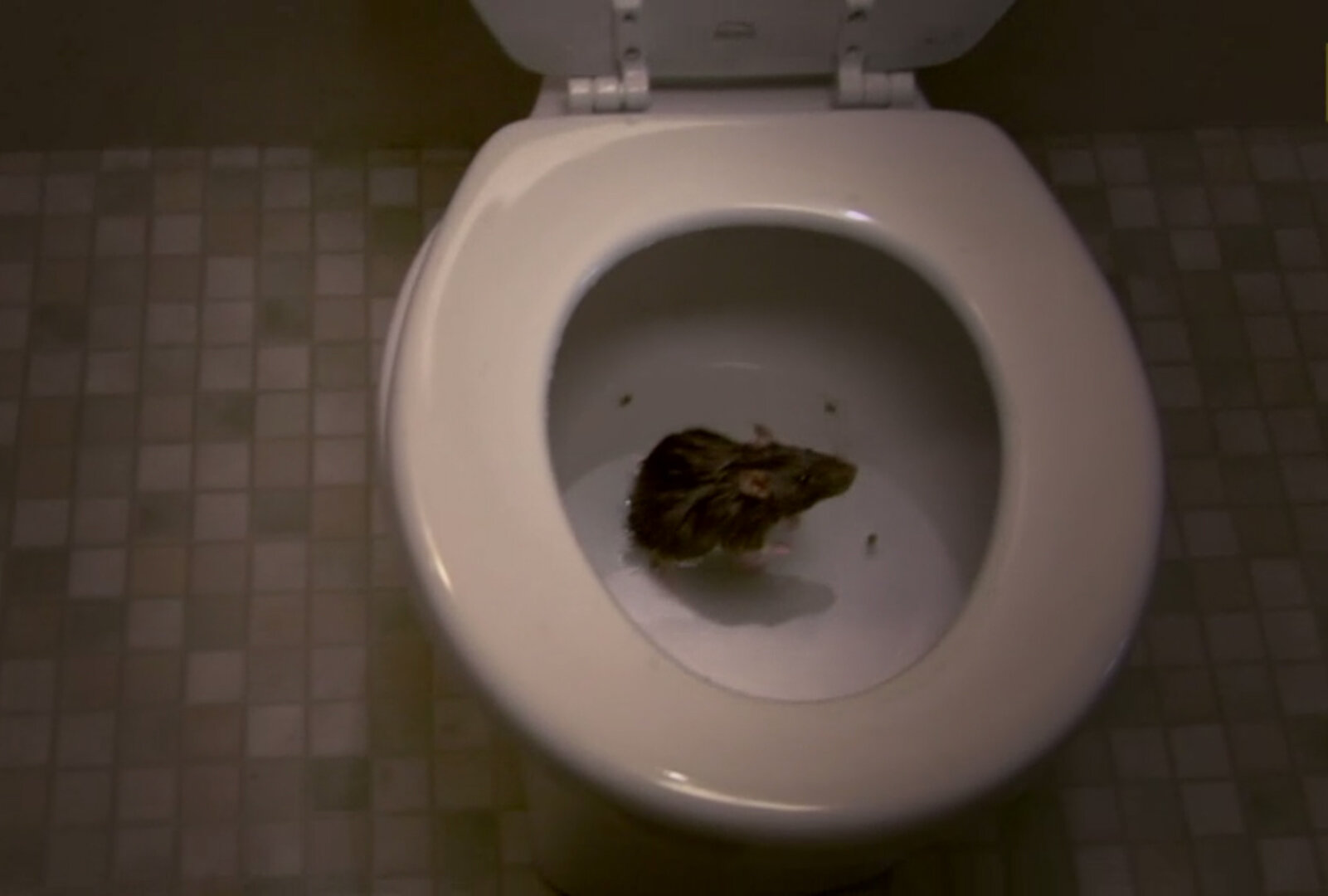 Learn about 116+ imagen death flush toilet seat killer In