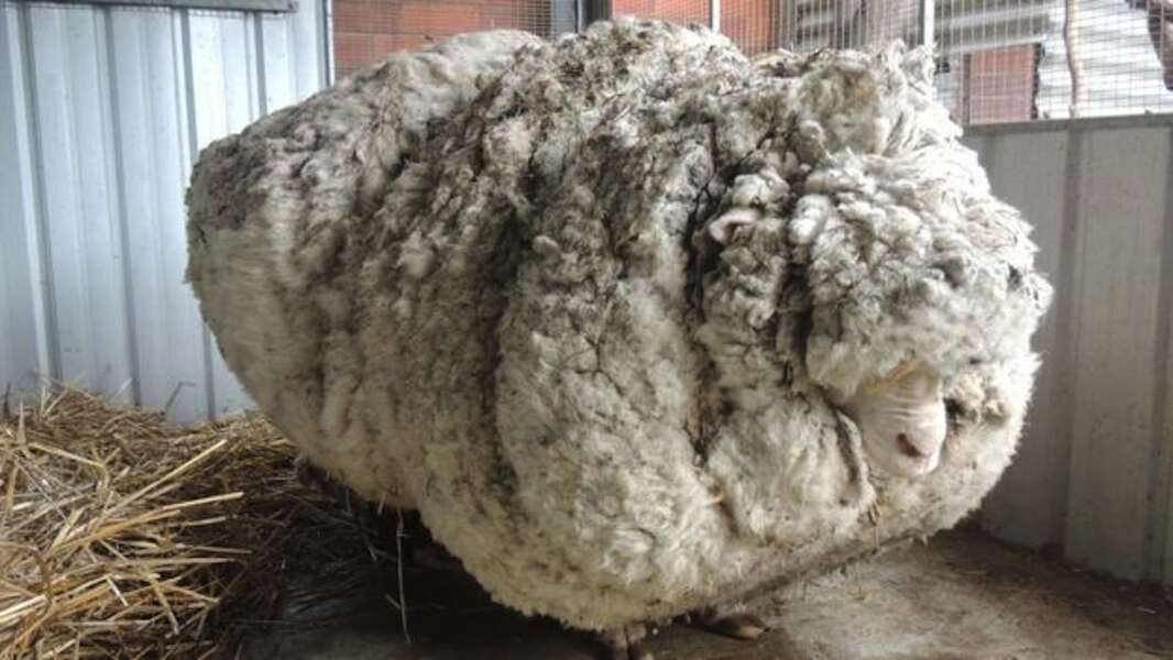 Lost Australian Sheep Yields 30 Sweaters Worth of Fleece Thrillist