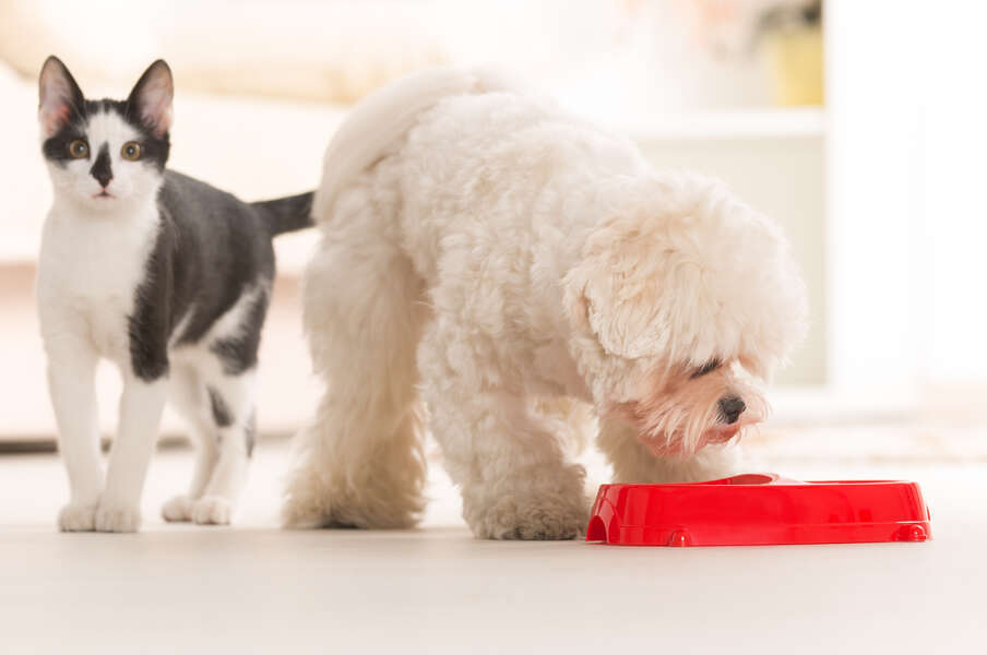 Why Are Cats Picky Eaters? Difference Between Cats And Dogs Diet Cats Can Taste Bitter Food