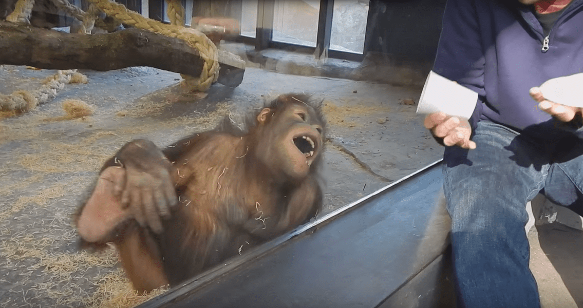 Orangutan Laughs at Magic Trick Thrillist