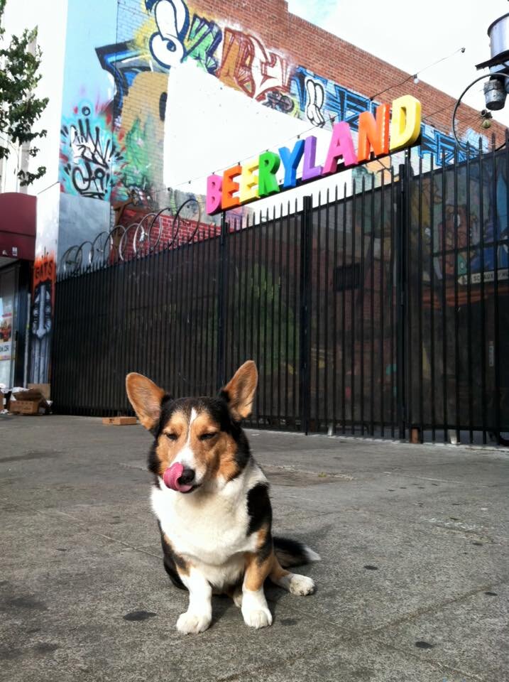 Best DogFriendly Places in San Francisco's East Bay Thrillist