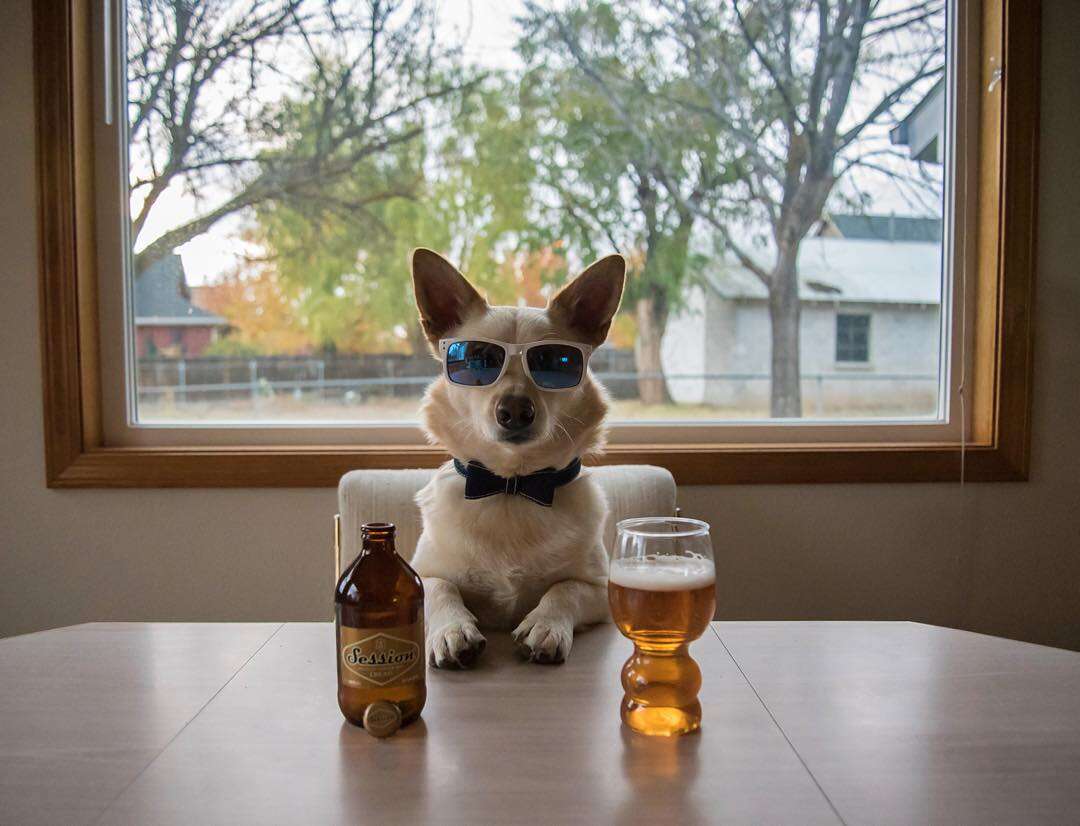 Dogs With Beer