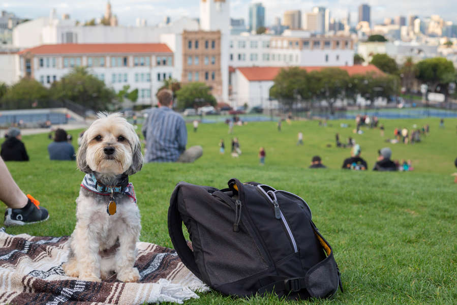 Best DogFriendly Places in San Francisco's East Bay Thrillist