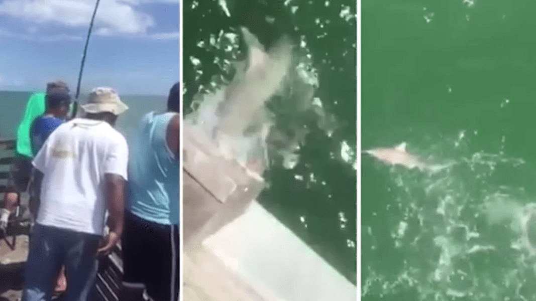 Fisherman Catches Shark, Then a Bigger Shark Teaches a Valuable Lesson