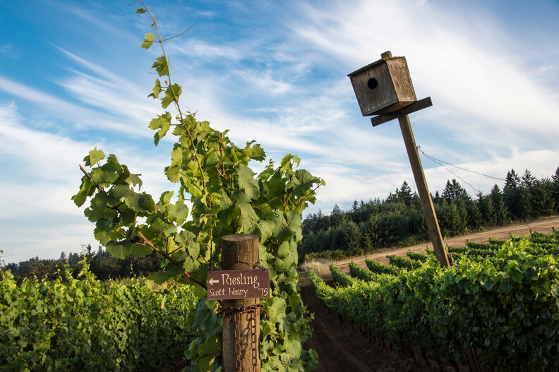 The Best Wineries in Oregon's Essential Willamette Valley Thrillist