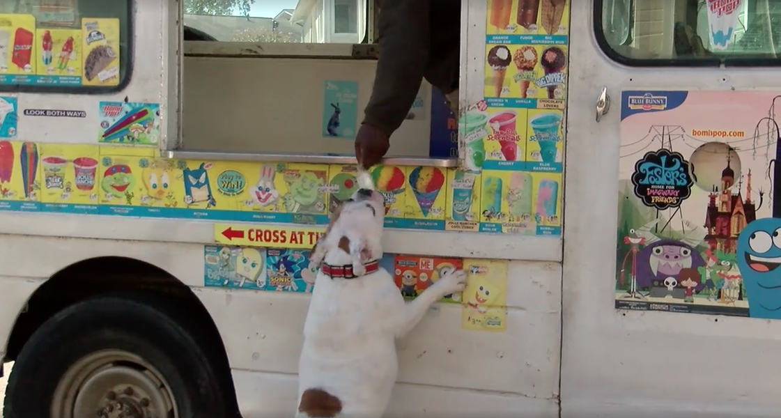 English Bulldog Chasing Ice Cream Truck in Alabama Is Adorable Thrillist