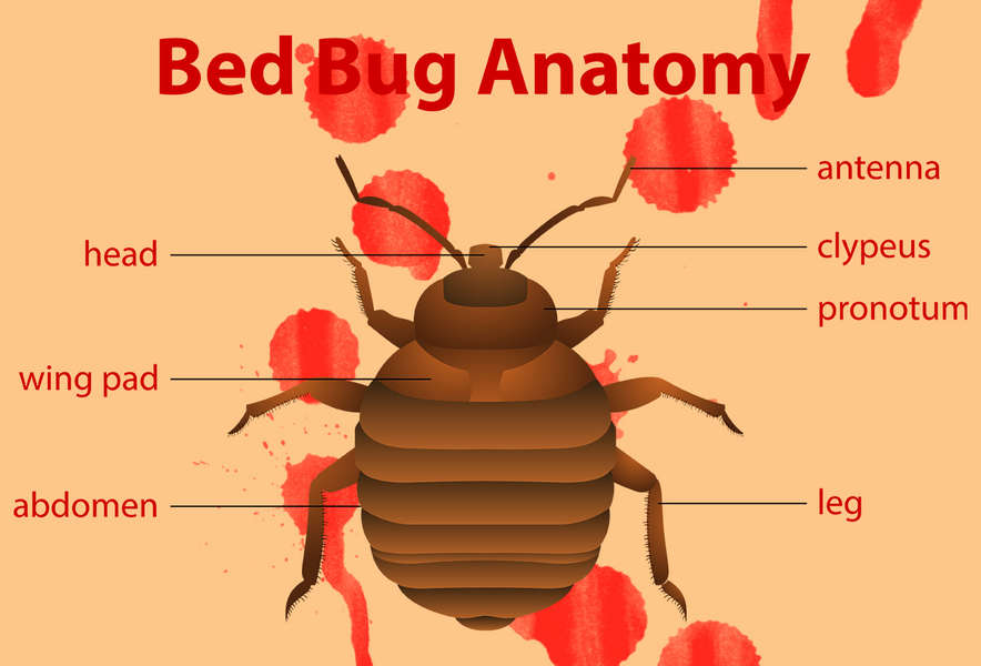 What Do Bed Bugs Look Like & Bed Bug Bites Explained Thrillist