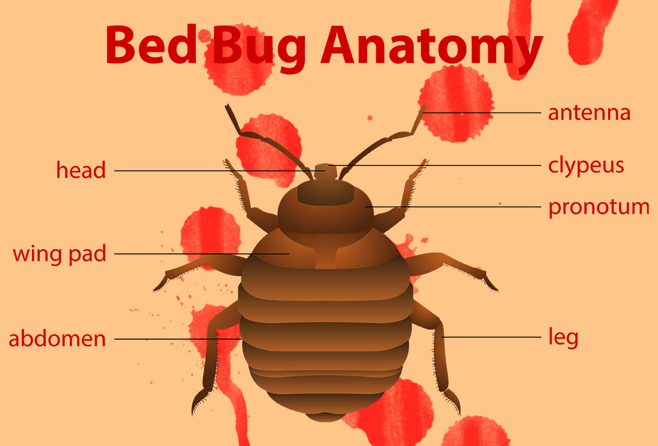 Bed Bug Bites On Genital Area
