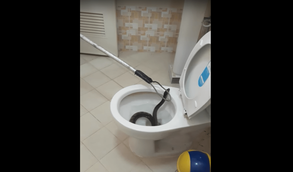 This Massive Snake in a Toilet is Pure Terror - Thrillist