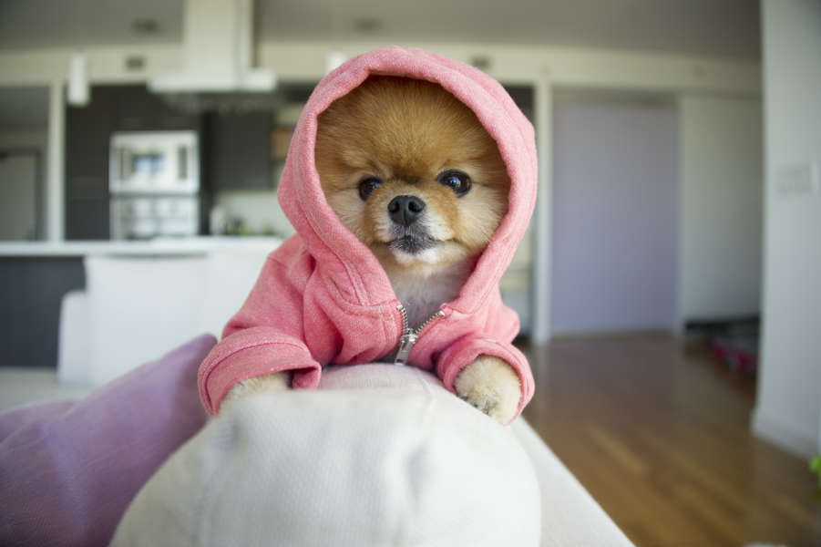 Famous Dogs to Follow on Instagram in LA Thrillist