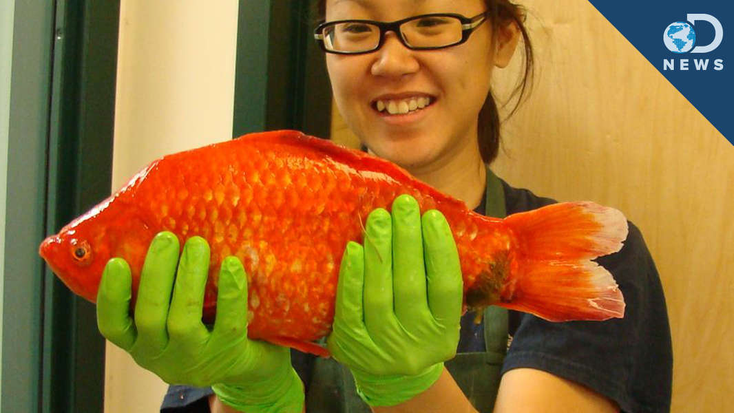 Monster Goldfish Invade Lake Tahoe Videos Seeker
