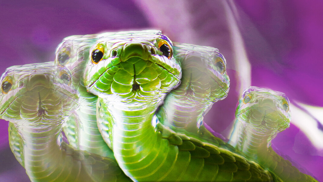 How Snakes Jump and Move Without Legs Videos Seeker