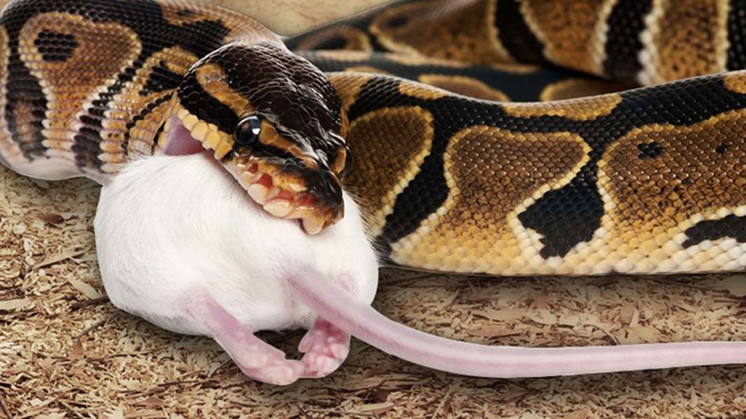 The Evolutionary Advantage Of Swallowing Food Whole Seeker