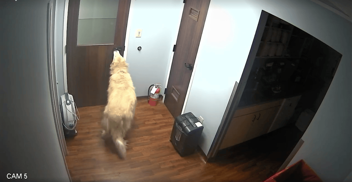 Dog Escapes Animal Hospital After Opening Three Different Doors Thrillist