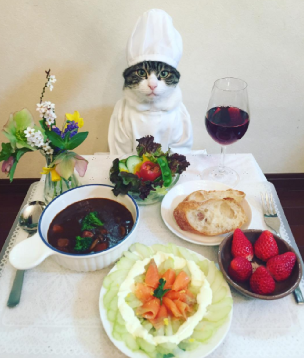 Cat Wears Cute Outfits For Dinner Dates With His Mom The Dodo