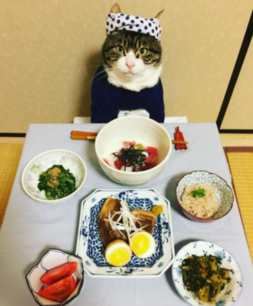 Cat Wears Cute Outfits For Dinner Dates With His Mom The Dodo