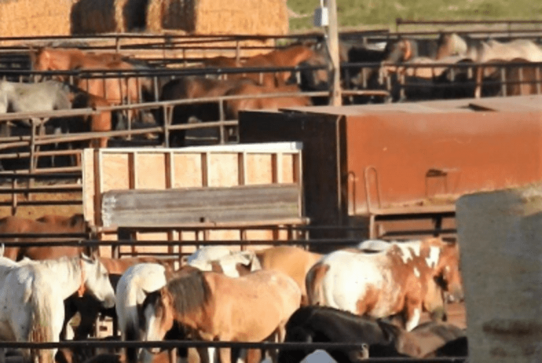 U.S. Horses Sent To Canada Slaughterhouses Suffer Abuses The Dodo