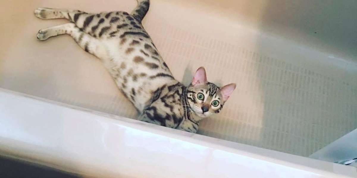Why Cats Love Bathtubs A Wild Instinct Theory The Dodo