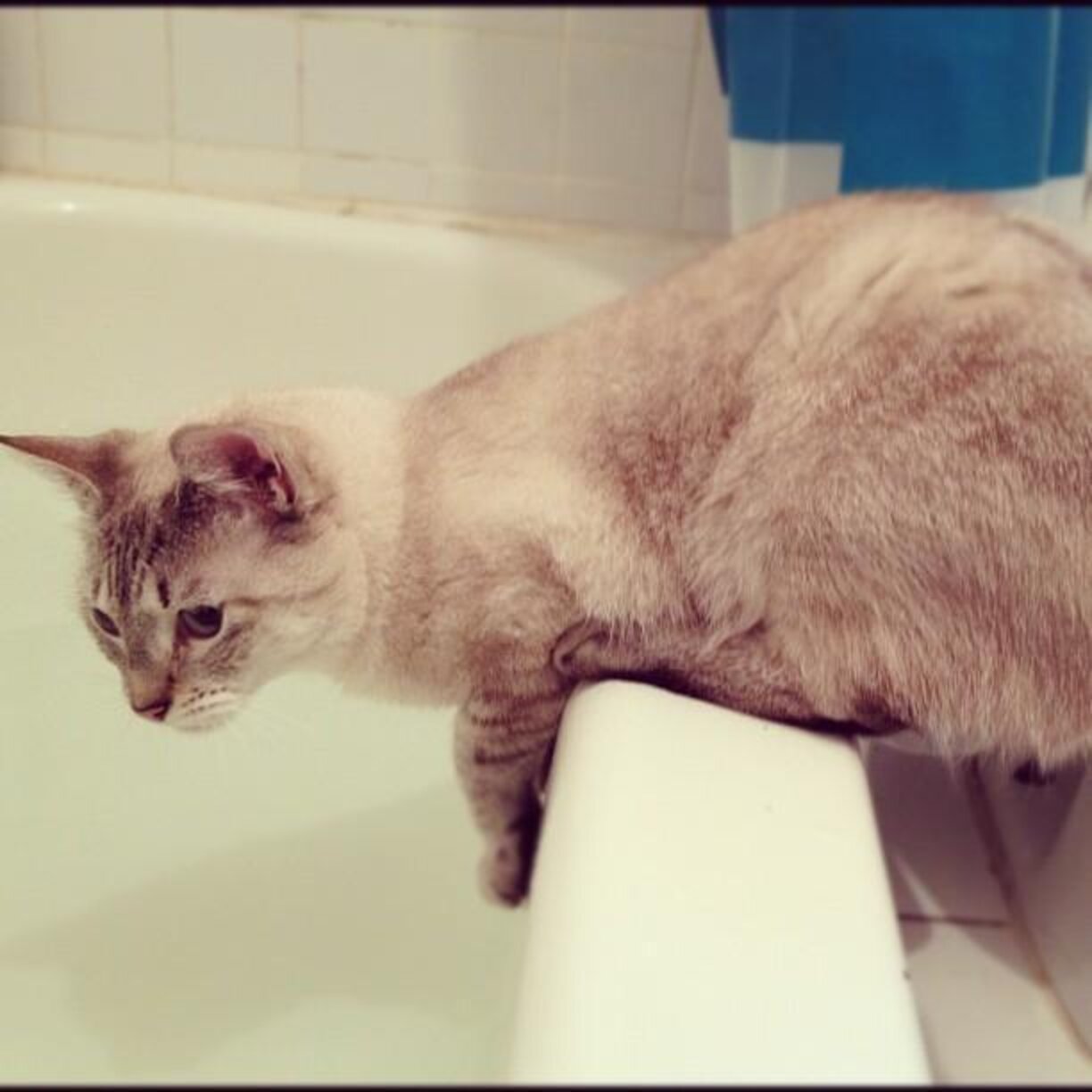 Why Cats Love Bathtubs A Wild Instinct Theory The Dodo