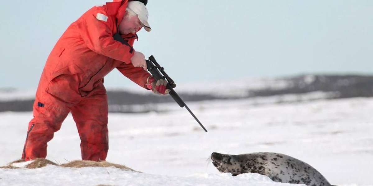 Canadian Seal Hunt Begins Earlier Than Usual The Dodo