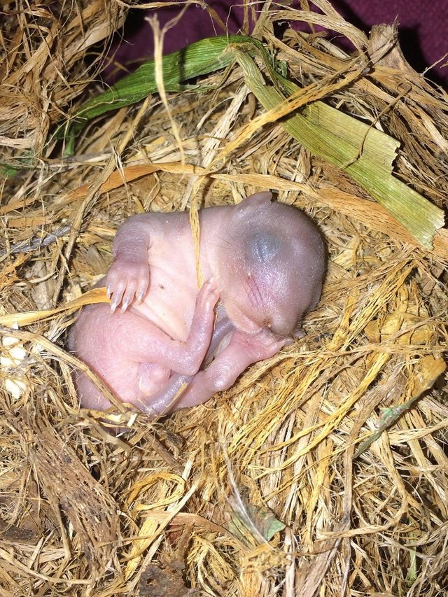 Week Old Baby Squirrel Found In Fallen Nest The Dodo