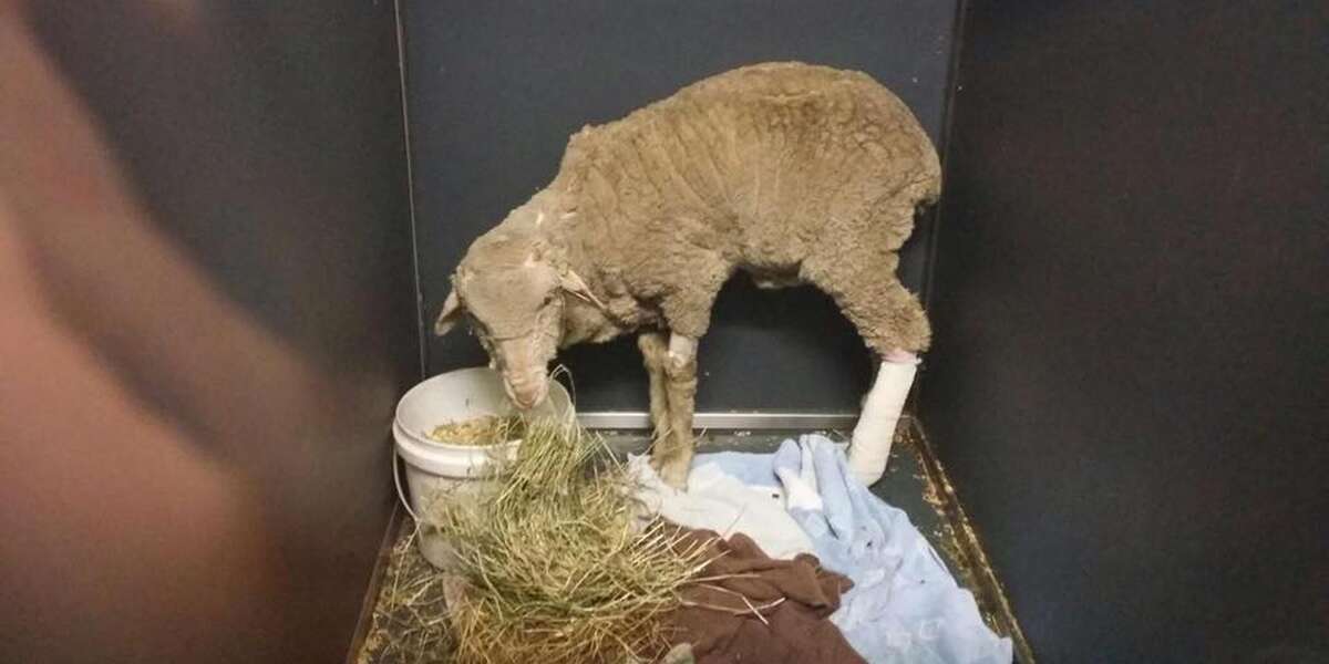Lamb Tossed From Truck Recovers At Animal Sanctuary The Dodo