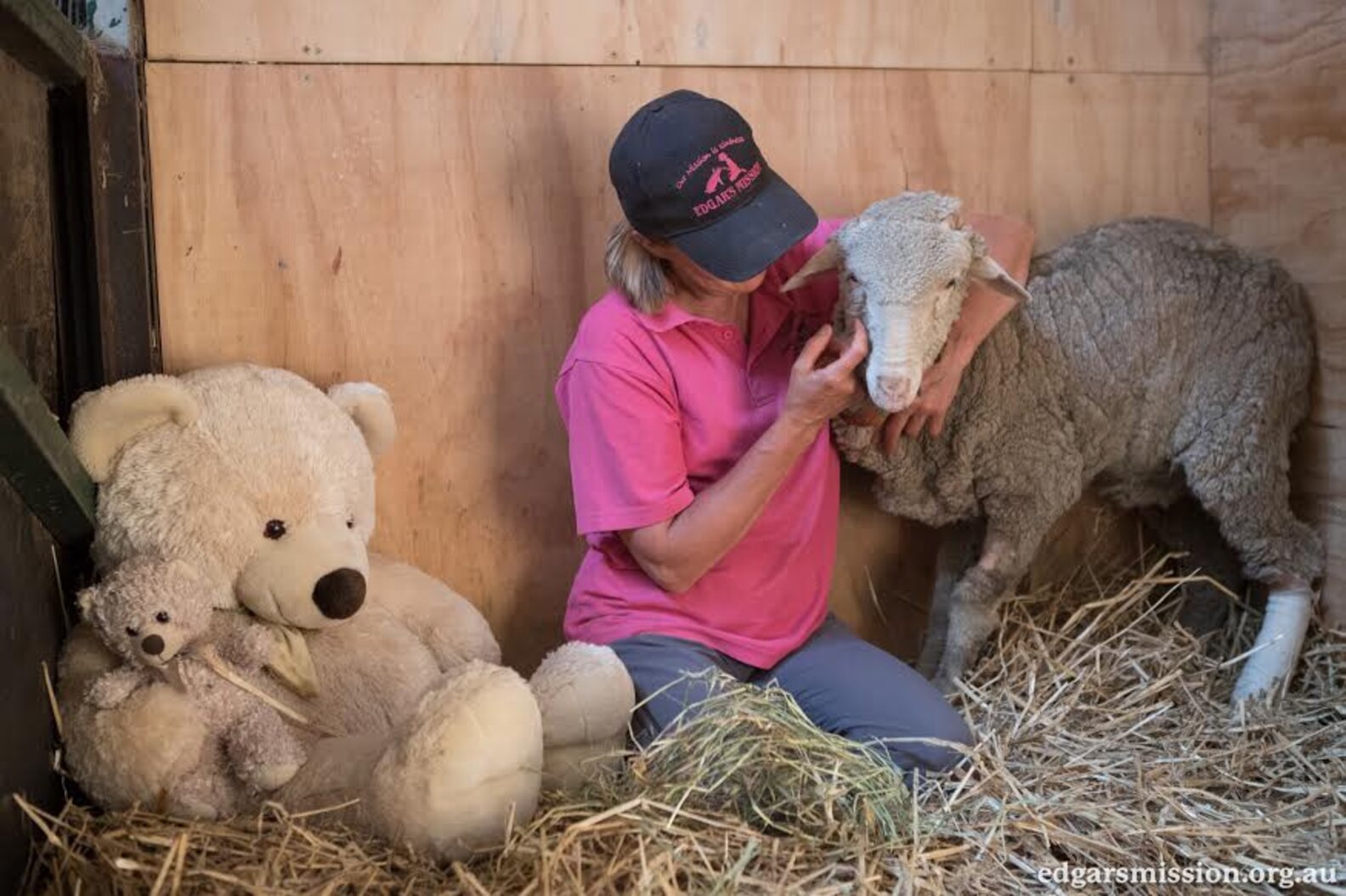 Lamb Tossed From Truck Recovers At Animal Sanctuary The Dodo