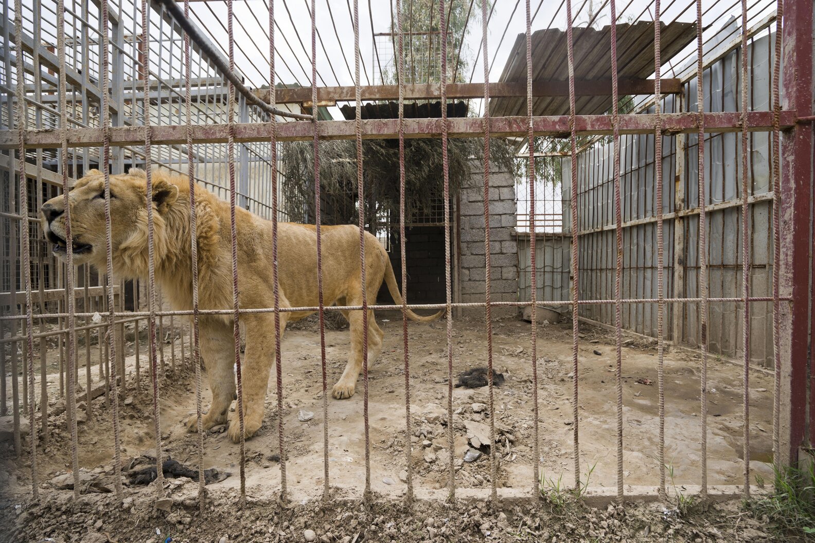 Lion And Bear Saved From Mosul Zoo Arrive In Amman The Dodo