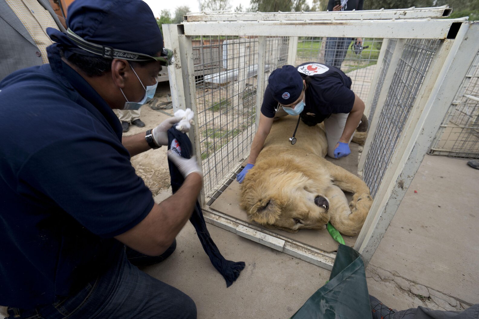 Lion And Bear Saved From Mosul Zoo Arrive In Amman The Dodo