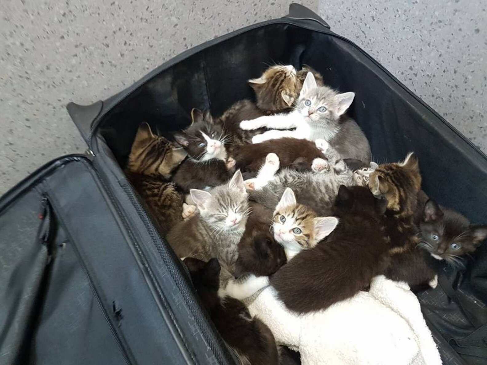 Someone Dumped These 15 Kittens In A Suitcase On The Side Of The Road