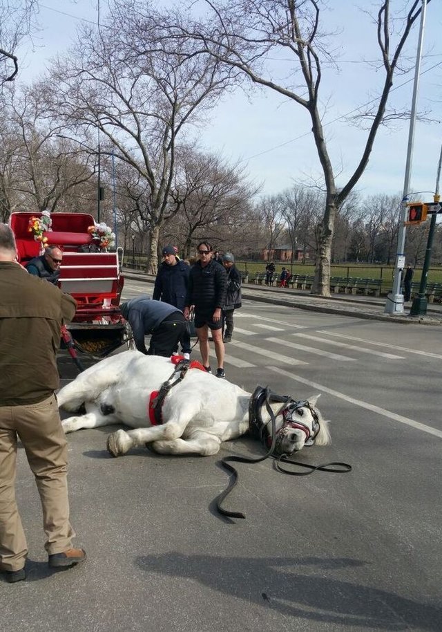 Carriage Horse Collapses In New York City The Dodo
