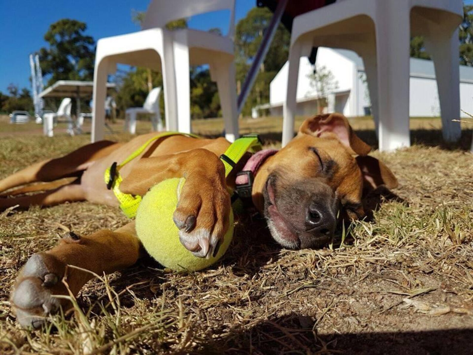 Puppy Who Survived Parvo Illness Is Looking For A Home The Dodo