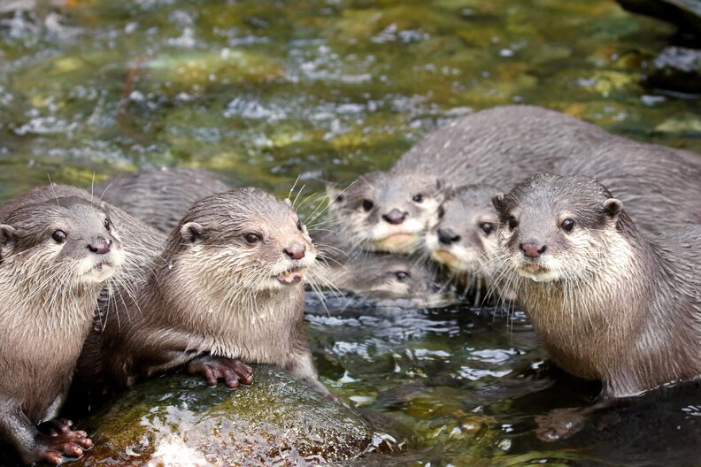 Vermont Trappers Want Otter Season Expanded Despite Outcry The Dodo
