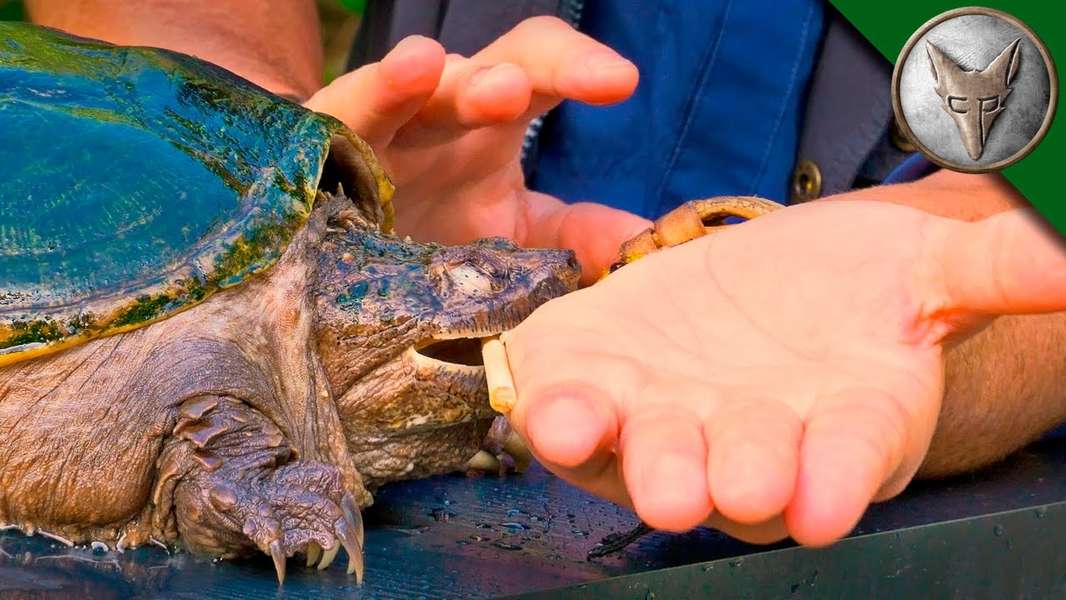 Coyote Peterson Lets a Snapping Turtle Bite Him on Purpose Thrillist