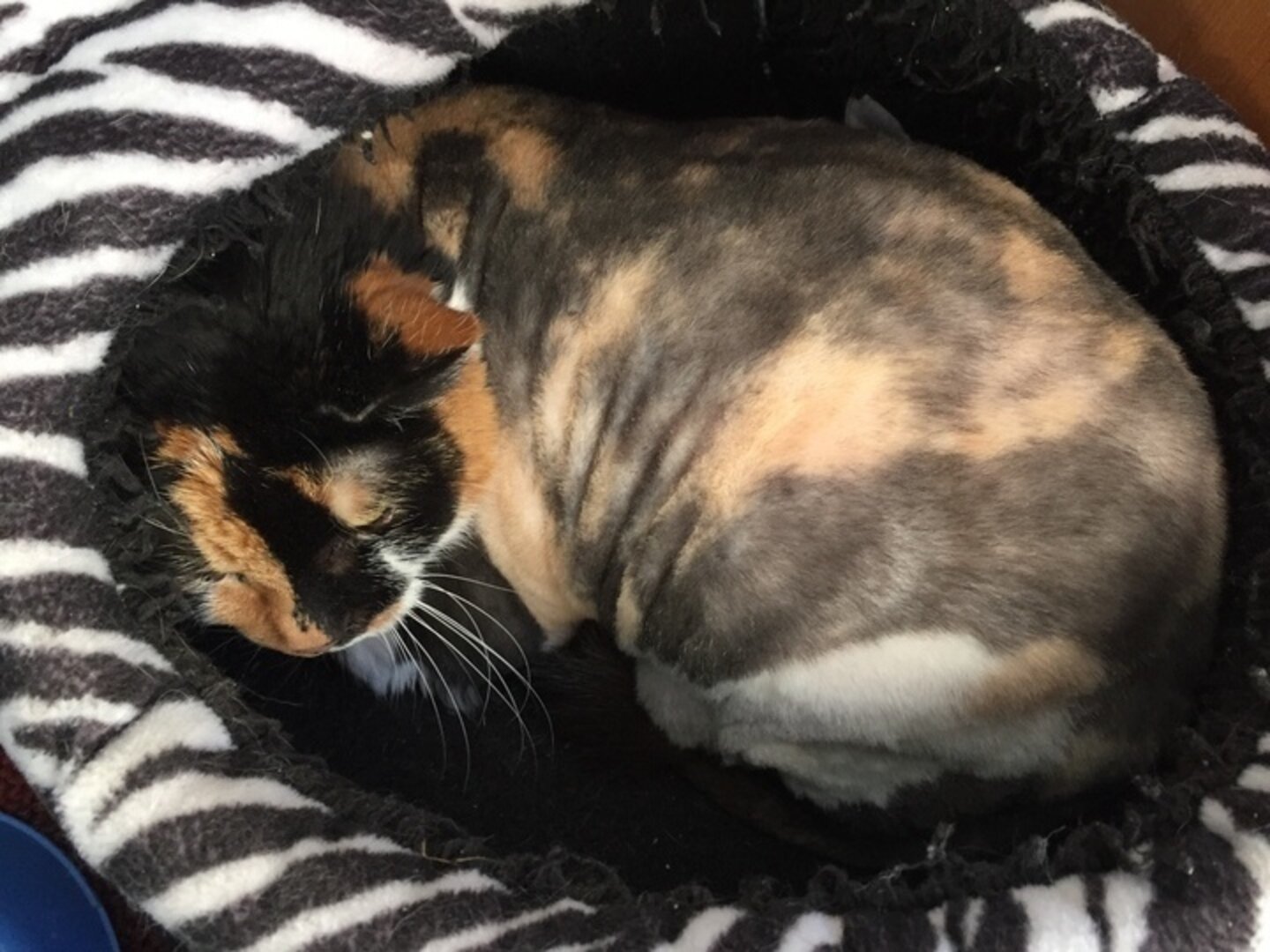 Cat With ‘Dreadlocks’ Loses 2 Pounds Of Fur The Dodo