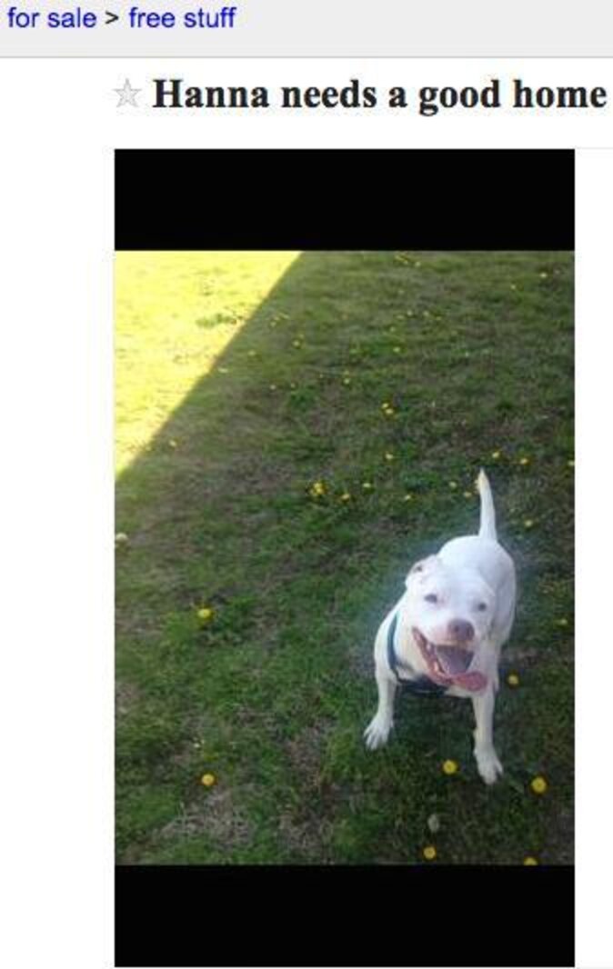 Why Giving Pets Away On Craigslist Is A Terrible Idea The Dodo