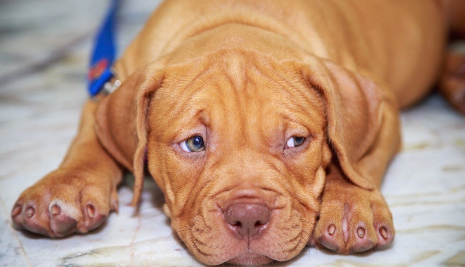 Why Giving Pets Away On Craigslist Is A Terrible Idea The Dodo