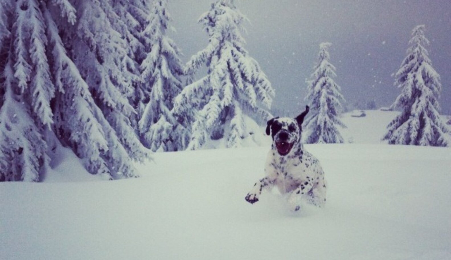 Why Dogs Love Snow Updated, With Your Pictures The Dodo